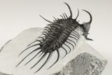 New Trilobite Species (Affinities to Quadrops) #202703-3